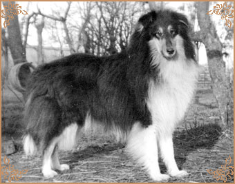 Mywicks Landseer