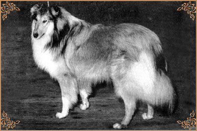 Mywicks Meadow Lancer, Crufts Winners