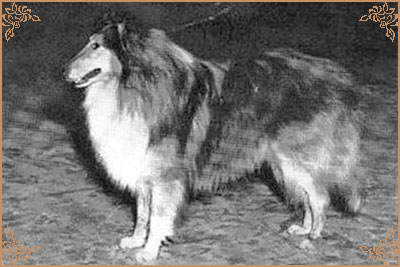 Mywicks Meadow Lancer, Crufts Winners