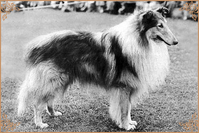 Mywicks Meadow Lancer, Crufts Winners