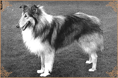 Mywicks Meadow Lancer Mywicks Meadow Lancer, Crufts Winners