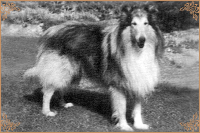 Mywicks Meadow Lancer, Crufts Winners