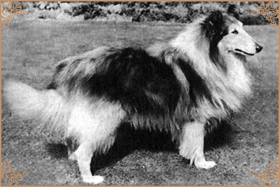 Mywicks Meadow Lancer, Crufts Winners
