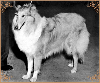 Mywicks Mylady Fair Mywicks Mylady Fair, Crufts Winners