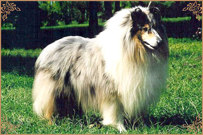 Narwick Silver Blue de Cathyja