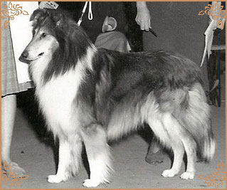 Pattingham Pacemaker, Crufts Winners