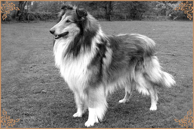 Pattingham Pacemaker, Crufts Winners