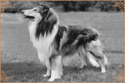 Pattingham Pacemaker, Crufts Winners