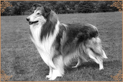 Pattingham Pacemaker Pattingham Pacemaker, Crufts Winners