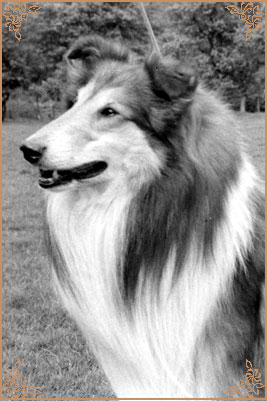 Pattingham Pacemaker, Crufts Winners