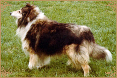 Pattingham Pacemaker, Crufts Winners