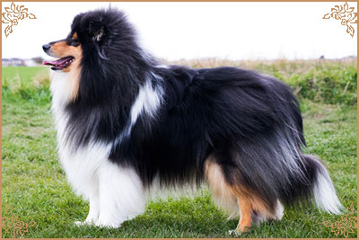 Paulara No Where Man, Crufts Winners