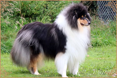 Paulara No Where Man, Crufts Winners