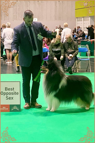 Paulara No Where Man, Crufts Winners