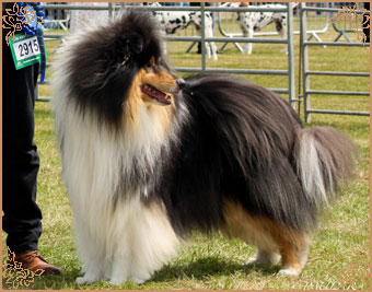 Paulara No Where Man, Crufts Winners