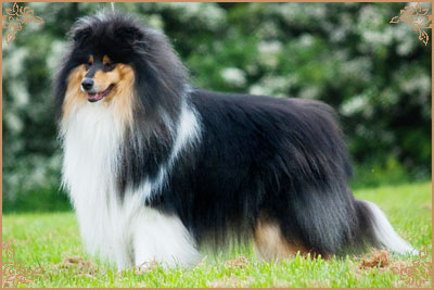 Paulara No Where Man Paulara No Where Man, Crufts Winners