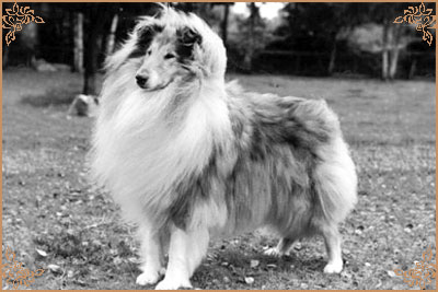 Pelido Angel Fingers Pelido Angel Fingers, Crufts Winners