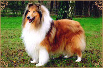 Pelido Italian Affair Pelido Italian Affair, Crufts Winners