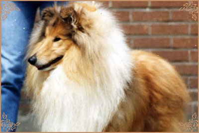 Pelido King`s Councel