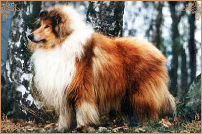 Pelido King`s Councel