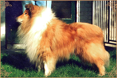 Pelido King`s Councel