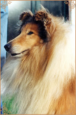 Pelido King`s Councel