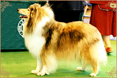 Peptide Lollipop Peptide Lollipop, Crufts Winners