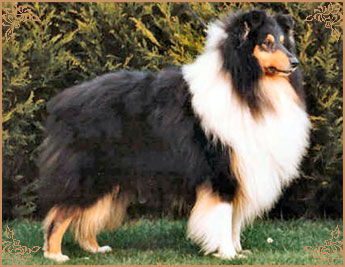 Percheron Benjamin Black at Amalie Percheron Benjamin Black at Amalie, Crufts Winners