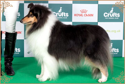 Phreelancer Phaith Hill Phreelancer Phaith Hill, Crufts Winners
