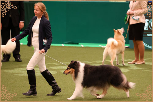 Phreelancer Phaith Hill, Crufts Winners