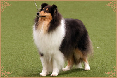Phreelancer Phaith Hill, Crufts Winners