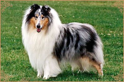 Phreelancer Phrosty Moon over Corydon Phreelancer Phrosty Moon Over Corydon, Crufts Winners