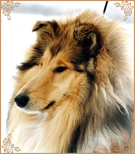 Плэйсир Д`Амур Хатсиз, Plaisir D`Amour Hatsiz