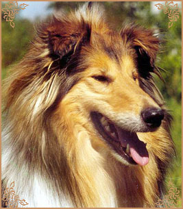 Плэйсир Д`Амур Хатсиз, Plaisir D`Amour Hatsiz