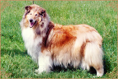 Плэйсир Д`Амур Хатсиз, Plaisir D`Amour Hatsiz