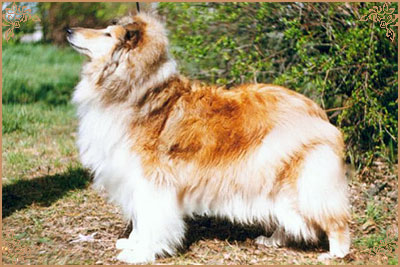 Плэйсир Д`Амур Хатсиз, Plaisir D`Amour Hatsiz
