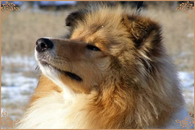 Prince Of Sunlight Mr Bombastic