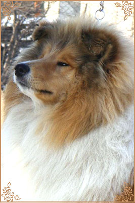 Prince Of Sunlight Mr Bombastic