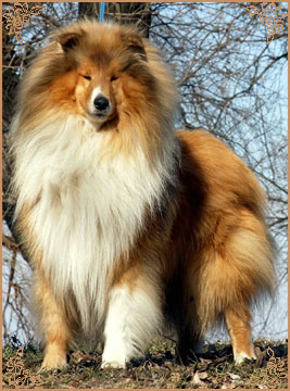 Prince Of Sunlight Mr Bombastic