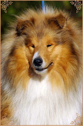 Prince Of Sunlight Mr Bombastic