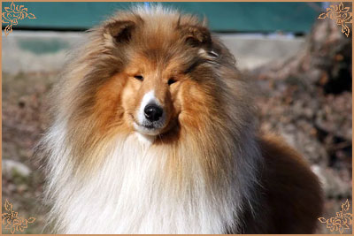 Prince Of Sunlight Mr Bombastic