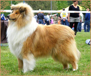 Prince Of Sunlight Mr Bombastic