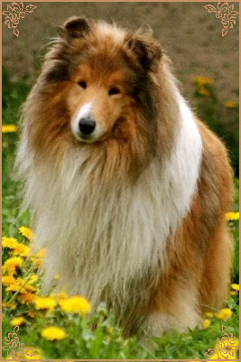 Prince Of Sunlight Mr Bombastic