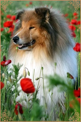 Prince Of Sunlight Mr Bombastic