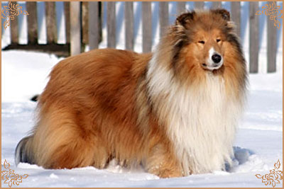 Prince Of Sunlight Mr Bombastic