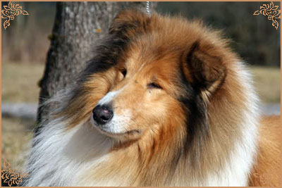 Prince Of Sunlight Mr Bombastic