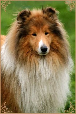 Prince Of Sunlight Mr Bombastic