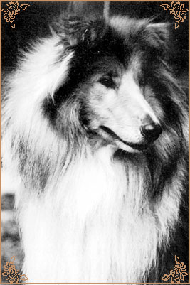 Punch de Gold Collies