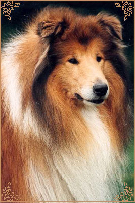 Punch de Gold Collies