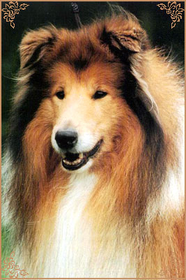 Punch de Gold Collies